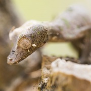 gecko satanique à queue en feuille