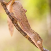 Gecko de madagascar ligné