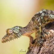 Uroplatus sikorae ou gecko mousse