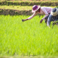 Travail dans les rizières