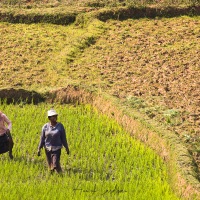 Travail dans les rizières