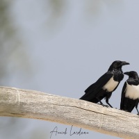 Corbeau pie