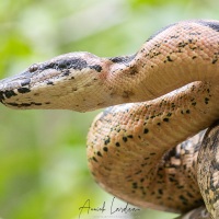 Boa de Madagascar