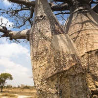 Baobab