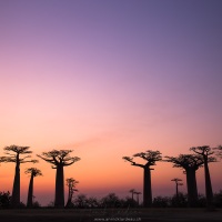 Allée des baobabs