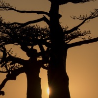 Allée des baobabs