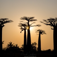 Allée des baobabs