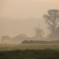 Brume matinale