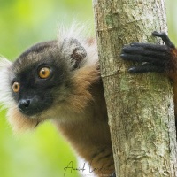 Maki macaco: portrait d'une femelle