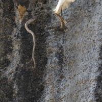 Aigrette garzette