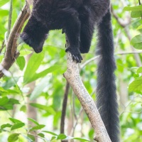 Maki macaco:mâle