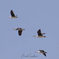 Canard à bosse