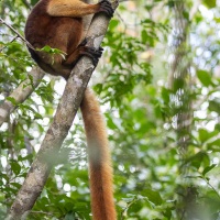 Maki macaco: femelle