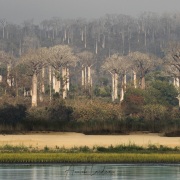 Forêt de baobabs