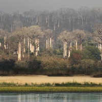 Forêt de baobabs