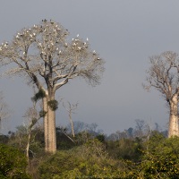 Baobabs et Ardeidae