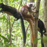 Maki macaco