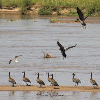 Dendrocygne veuf