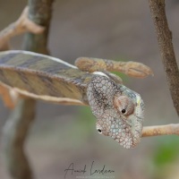 Caméléon panthère