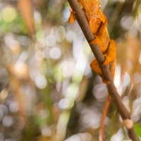 Caméléon panthère: belle adaptation à son environnement