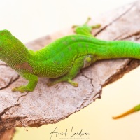 Gecko géant de Madagascar