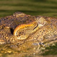 Crocodile du Nil