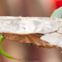 Gecko géant de Madagascar