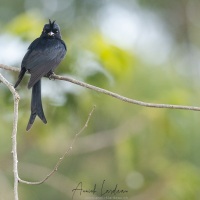 Drongo malgache