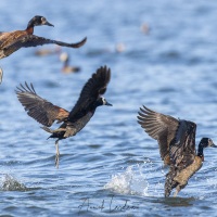 Dendrocygne veuf