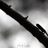 Caméléon pinocchio
