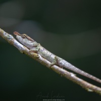 Caméléon pinocchio