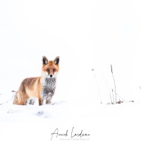 Renard roux