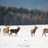 Cerf élaphe