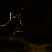 Chamois