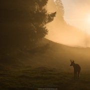 Chamois