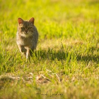 Chat forestier