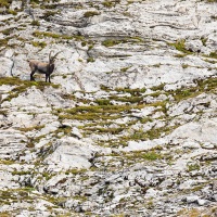 Bouquetin des Alpes