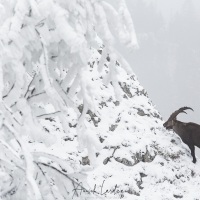 Bouquetin des alpes