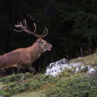 Cerf élaphe