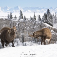 Bouquetin des Alpes