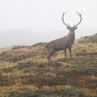 Cerf élaphe