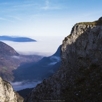 Bouquetin des Alpes