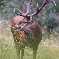 Cerf élaphe