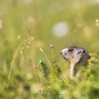 Marmotte