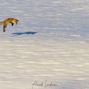 Renard roux