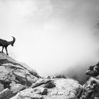 Bouquetin des Alpes