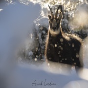 Chamois
