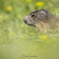 Marmotte