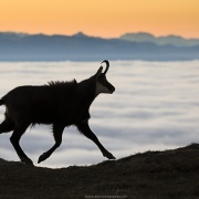 Chamois