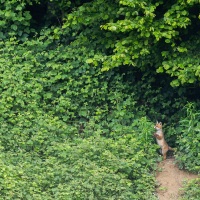 Renard roux